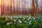 White anemone flowers on the lawn.