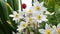 White anemone flowers sway in the wind