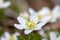 White anemone in the forrest