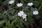 White anemone nemorosa in spring forrest