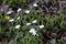 White anemone nemorosa in spring forrest