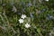 White anemone nemorosa in spring forrest