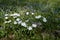 White anemone nemorosa in spring forrest