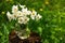 White anemones in glass jar on old stump in meadow copyspace