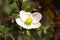 White anemones in the morning in the garden