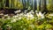 White Anemones and Primroses in Spring Forest. AI generative