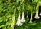 White Angel`s Trumpet Brugmansia `Cypress Gardens` flower