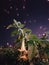 White Angel\'s Trumpet Flower at night