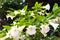 White Angel trumpet