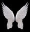 White angel wing