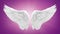 White angel wing isolated