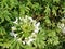 White Angelica Flower