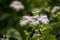 White Angelica flower