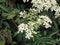 White Angelica sylvestris in Rose Garden in Munnar, Kerala, India