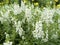 white Angelonia flower