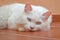 White angora cat lying on a floor with a thoughtful face. Fluffy pet.