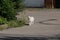 A white angora cat walks outdoors
