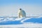 White animal in the nature habitat, Europe. Wildlife scene from nature. Dangerous bear sitting on the ice, beautiful blue sky.