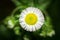 White annual fleabane herb