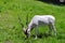 White Antelope Grazing