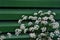 White Anthriscus chervil blooming flower on green corrugated fence background