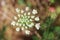 White anthriscus sylvestris flower on green a leaves