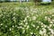 White Anthriscus sylvestris grows in the summer meadow