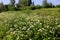 White Anthriscus sylvestris grows in the summer meadow