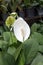 White Anthurium blossom, bloom