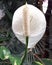 White Anthurium For Butterflies