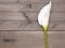 White anthurium flower