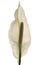 White anthurium flower