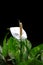 White Anthurium flower