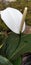 White Anthurium Flower Natural Leaves