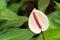 White Anthurium Laceleaf flower