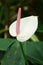 White Anthurium with pink pollen for pattern