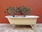 White antique bathtub with two bushes. Flower arrangement. Front view of vintage clawfoot bathtub used as a plant pot. Decoration
