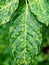 White aphid or greenfly diseases on leaves of European spindl