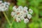 White Apiaceae with red bugs on it