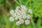 White Apiaceae with red bugs on it