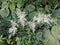White apical inflorescence Astilbe