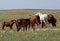 White Appaloosa in a Brown Herd