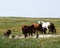 White Appaloosa Horse in a Brown Herd