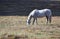 White appaloosa horse grazing in open field