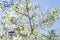 White Apple beautiful flowering apple tree blooming