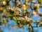 White apple blossom, blurred background, petal fragments