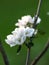 White apple blossom, blurred background, petal fragments