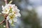 White apple blossom with hidden little spider