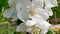 White apple flower buds on a branch.