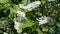 White apple flowers on tree branches